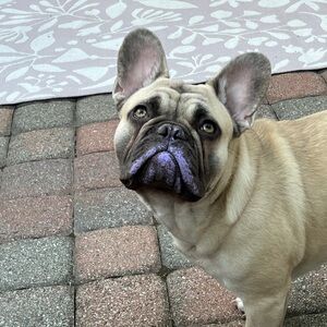 Rainbow Live Listing